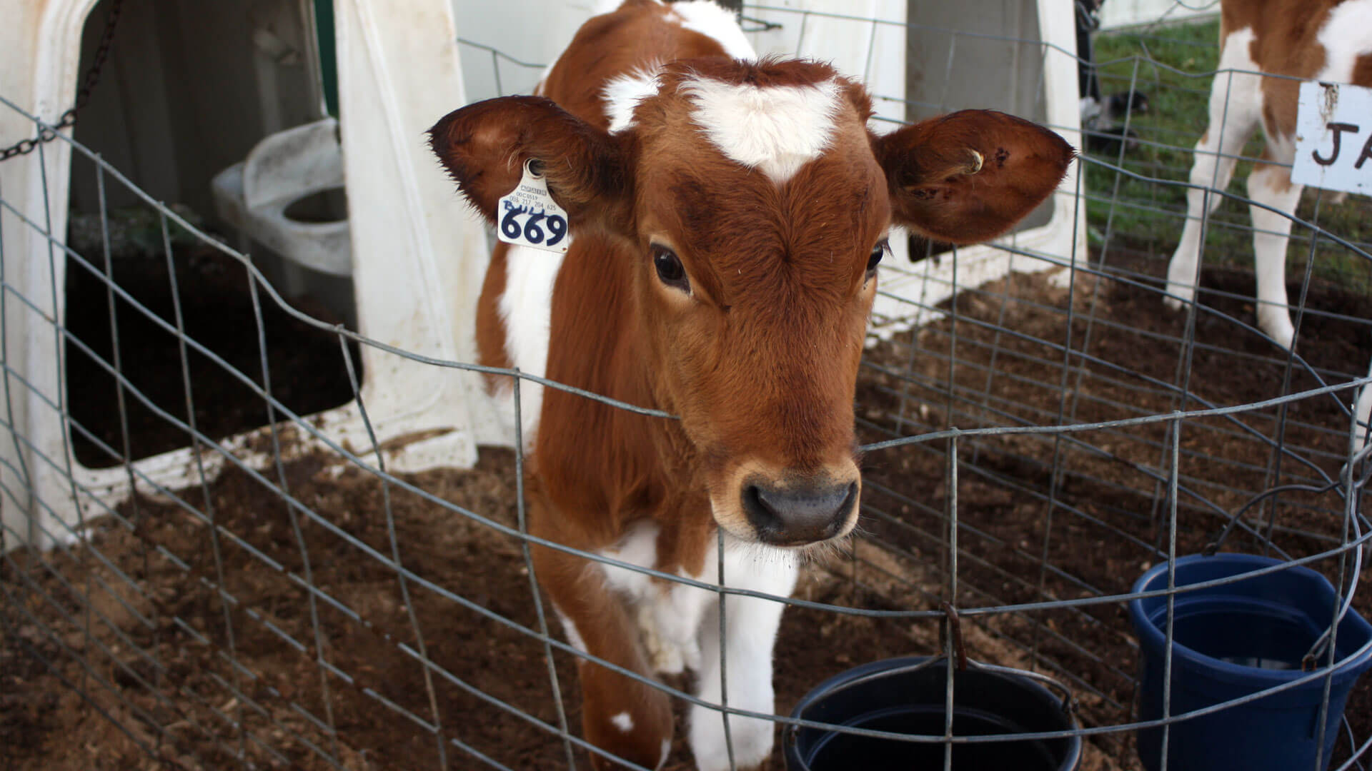 Introduction To Dairy Herd Management - Dairy Leaders Of Tomorrow